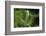 Hyla Meridionalis (Mediterranean Tree Frog) - Newly Hatched Tadpole-Paul Starosta-Framed Photographic Print