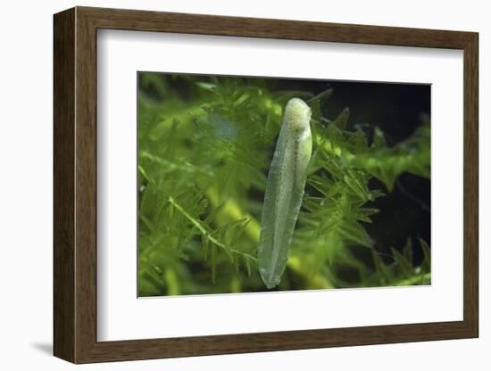 Hyla Meridionalis (Mediterranean Tree Frog) - Newly Hatched Tadpole-Paul Starosta-Framed Photographic Print