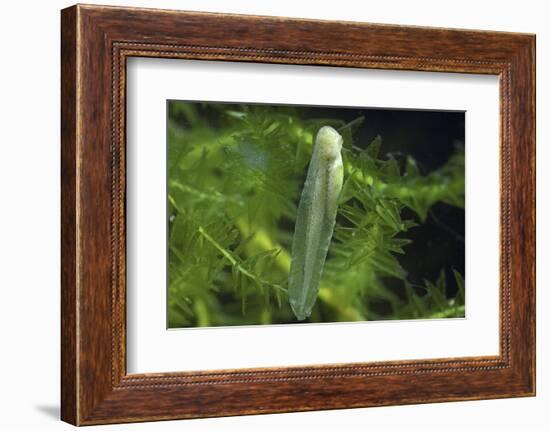 Hyla Meridionalis (Mediterranean Tree Frog) - Newly Hatched Tadpole-Paul Starosta-Framed Photographic Print