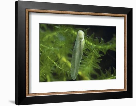 Hyla Meridionalis (Mediterranean Tree Frog) - Newly Hatched Tadpole-Paul Starosta-Framed Photographic Print