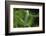 Hyla Meridionalis (Mediterranean Tree Frog) - Newly Hatched Tadpole-Paul Starosta-Framed Photographic Print