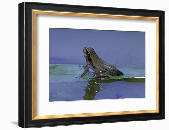 Hyla Meridionalis (Mediterranean Tree Frog) - Young with Tail Stump-Paul Starosta-Framed Photographic Print