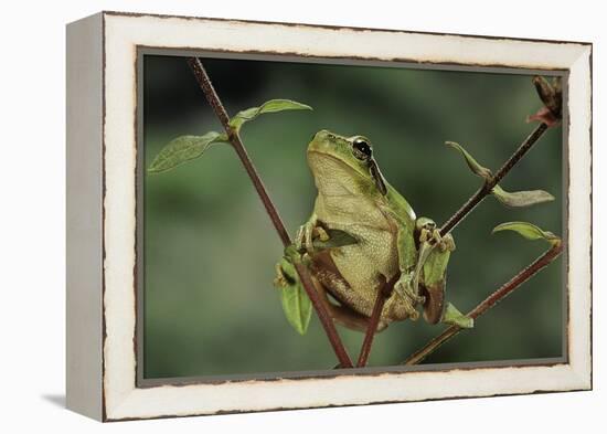 Hyla Meridionalis (Mediterranean Tree Frog)-Paul Starosta-Framed Premier Image Canvas