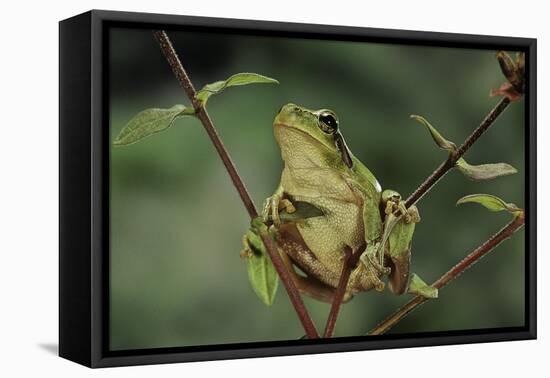 Hyla Meridionalis (Mediterranean Tree Frog)-Paul Starosta-Framed Premier Image Canvas