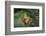 Hyla Meridionalis (Mediterranean Tree Frog)-Paul Starosta-Framed Photographic Print