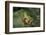 Hyla Meridionalis (Mediterranean Tree Frog)-Paul Starosta-Framed Photographic Print