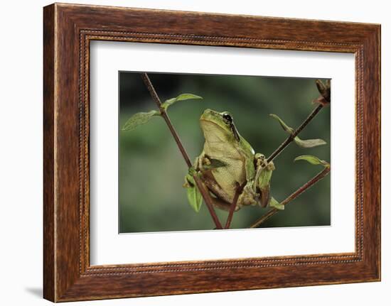 Hyla Meridionalis (Mediterranean Tree Frog)-Paul Starosta-Framed Photographic Print