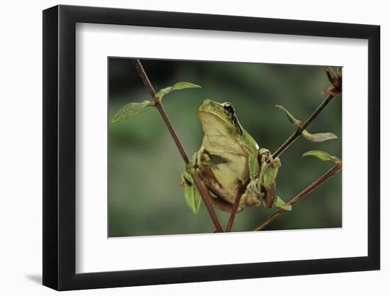 Hyla Meridionalis (Mediterranean Tree Frog)-Paul Starosta-Framed Photographic Print