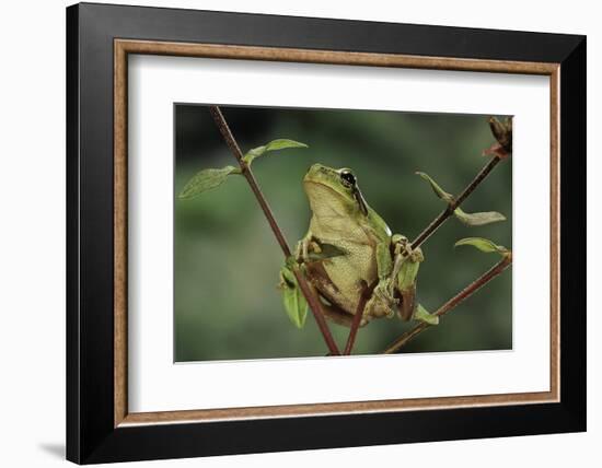 Hyla Meridionalis (Mediterranean Tree Frog)-Paul Starosta-Framed Photographic Print