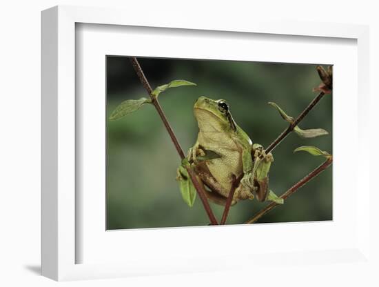 Hyla Meridionalis (Mediterranean Tree Frog)-Paul Starosta-Framed Photographic Print