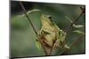 Hyla Meridionalis (Mediterranean Tree Frog)-Paul Starosta-Mounted Photographic Print