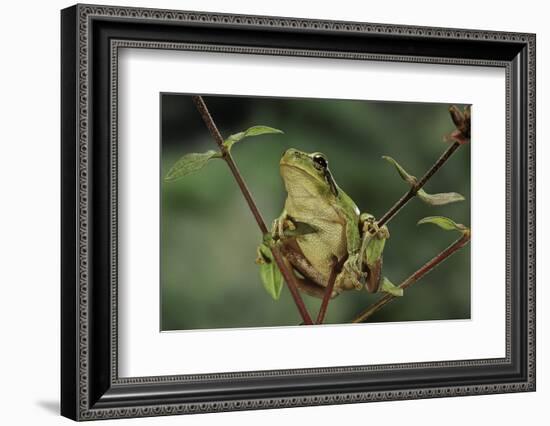 Hyla Meridionalis (Mediterranean Tree Frog)-Paul Starosta-Framed Photographic Print