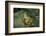 Hyla Meridionalis (Mediterranean Tree Frog)-Paul Starosta-Framed Photographic Print