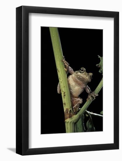 Hyla Versicolor (Gray Treefrog)-Paul Starosta-Framed Photographic Print