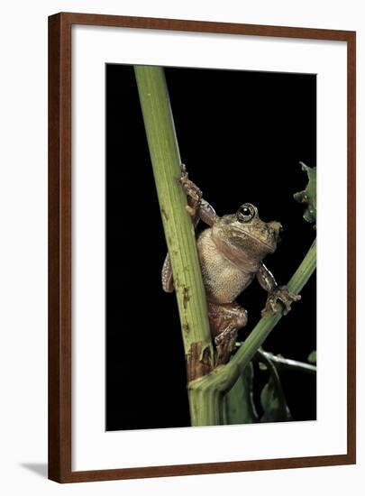 Hyla Versicolor (Gray Treefrog)-Paul Starosta-Framed Photographic Print