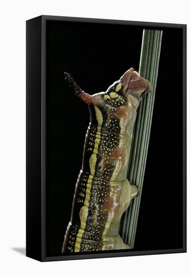 Hyles Lineata (White-Lined Sphinx, Hummingbird Moth) - Caterpillar Horn-Paul Starosta-Framed Premier Image Canvas