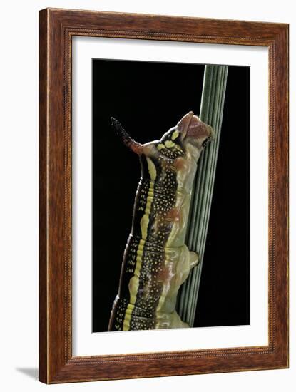 Hyles Lineata (White-Lined Sphinx, Hummingbird Moth) - Caterpillar Horn-Paul Starosta-Framed Photographic Print