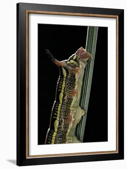 Hyles Lineata (White-Lined Sphinx, Hummingbird Moth) - Caterpillar Horn-Paul Starosta-Framed Photographic Print