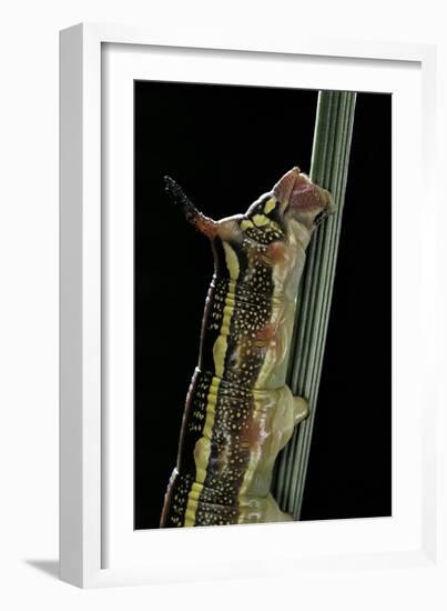 Hyles Lineata (White-Lined Sphinx, Hummingbird Moth) - Caterpillar Horn-Paul Starosta-Framed Photographic Print