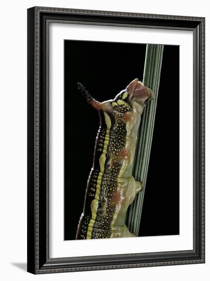 Hyles Lineata (White-Lined Sphinx, Hummingbird Moth) - Caterpillar Horn-Paul Starosta-Framed Photographic Print