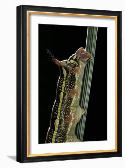 Hyles Lineata (White-Lined Sphinx, Hummingbird Moth) - Caterpillar Horn-Paul Starosta-Framed Photographic Print