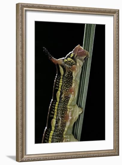 Hyles Lineata (White-Lined Sphinx, Hummingbird Moth) - Caterpillar Horn-Paul Starosta-Framed Photographic Print