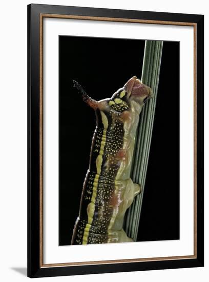 Hyles Lineata (White-Lined Sphinx, Hummingbird Moth) - Caterpillar Horn-Paul Starosta-Framed Photographic Print