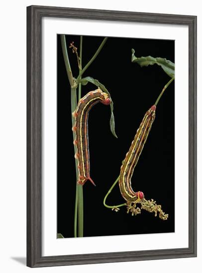 Hyles Lineata (White-Lined Sphinx, Hummingbird Moth) - Caterpillars-Paul Starosta-Framed Photographic Print