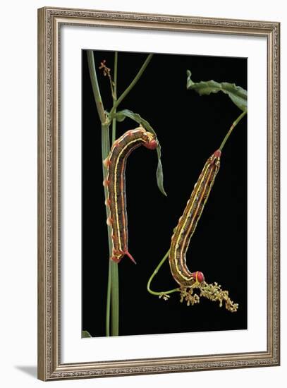 Hyles Lineata (White-Lined Sphinx, Hummingbird Moth) - Caterpillars-Paul Starosta-Framed Photographic Print