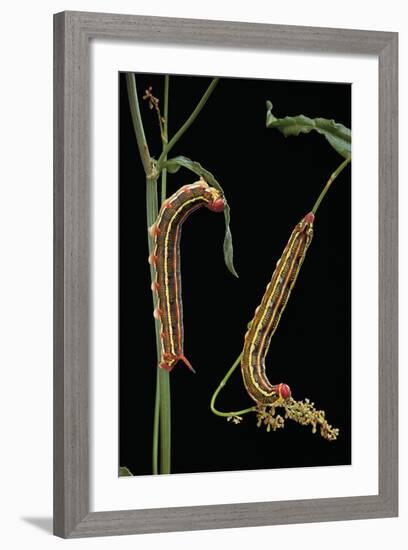 Hyles Lineata (White-Lined Sphinx, Hummingbird Moth) - Caterpillars-Paul Starosta-Framed Photographic Print