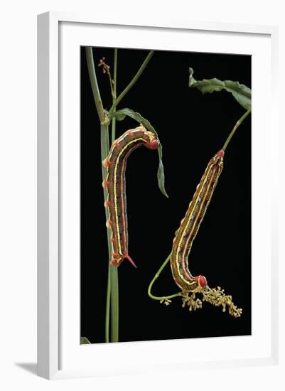 Hyles Lineata (White-Lined Sphinx, Hummingbird Moth) - Caterpillars-Paul Starosta-Framed Photographic Print