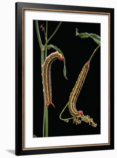 Hyles Lineata (White-Lined Sphinx, Hummingbird Moth) - Caterpillars-Paul Starosta-Framed Photographic Print