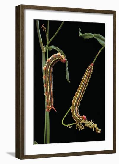 Hyles Lineata (White-Lined Sphinx, Hummingbird Moth) - Caterpillars-Paul Starosta-Framed Photographic Print