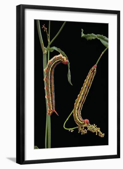 Hyles Lineata (White-Lined Sphinx, Hummingbird Moth) - Caterpillars-Paul Starosta-Framed Photographic Print