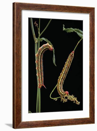 Hyles Lineata (White-Lined Sphinx, Hummingbird Moth) - Caterpillars-Paul Starosta-Framed Photographic Print