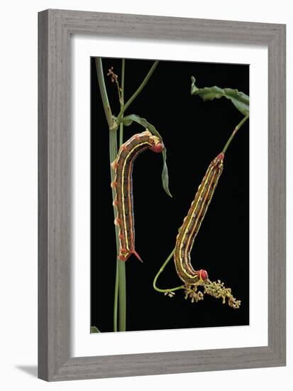 Hyles Lineata (White-Lined Sphinx, Hummingbird Moth) - Caterpillars-Paul Starosta-Framed Photographic Print