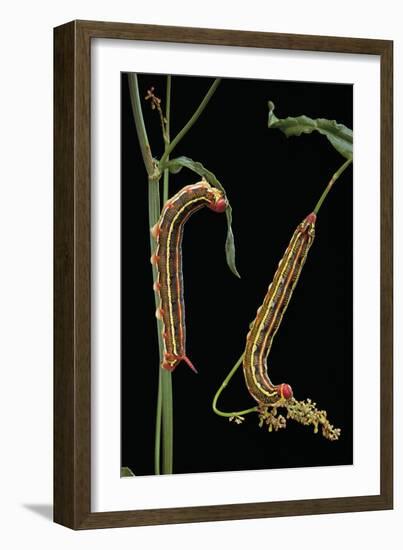 Hyles Lineata (White-Lined Sphinx, Hummingbird Moth) - Caterpillars-Paul Starosta-Framed Photographic Print