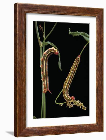 Hyles Lineata (White-Lined Sphinx, Hummingbird Moth) - Caterpillars-Paul Starosta-Framed Photographic Print