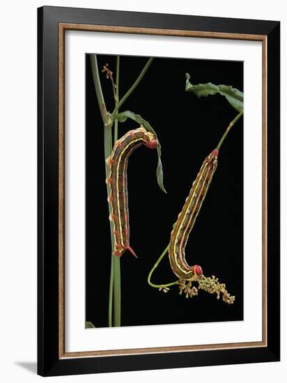 Hyles Lineata (White-Lined Sphinx, Hummingbird Moth) - Caterpillars-Paul Starosta-Framed Photographic Print