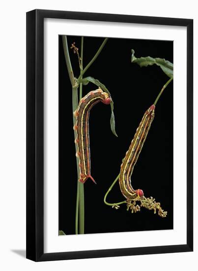 Hyles Lineata (White-Lined Sphinx, Hummingbird Moth) - Caterpillars-Paul Starosta-Framed Photographic Print