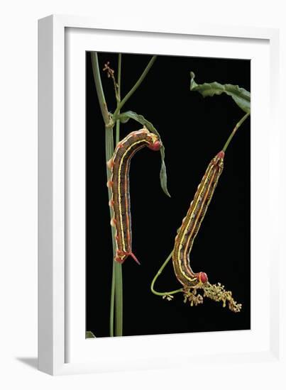 Hyles Lineata (White-Lined Sphinx, Hummingbird Moth) - Caterpillars-Paul Starosta-Framed Photographic Print