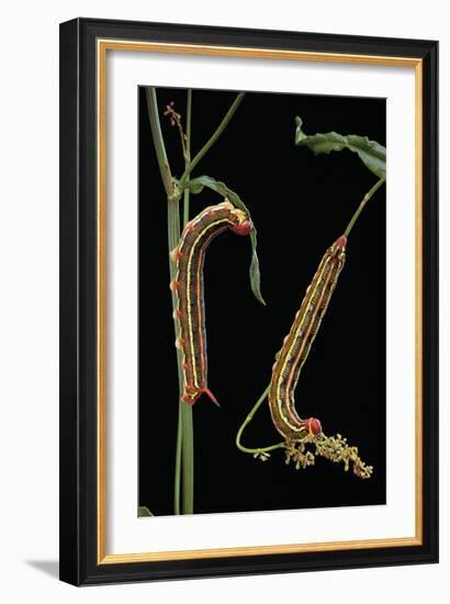 Hyles Lineata (White-Lined Sphinx, Hummingbird Moth) - Caterpillars-Paul Starosta-Framed Photographic Print