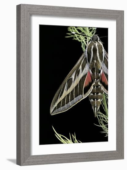 Hyles Lineata (White-Lined Sphinx, Hummingbird Moth)-Paul Starosta-Framed Photographic Print