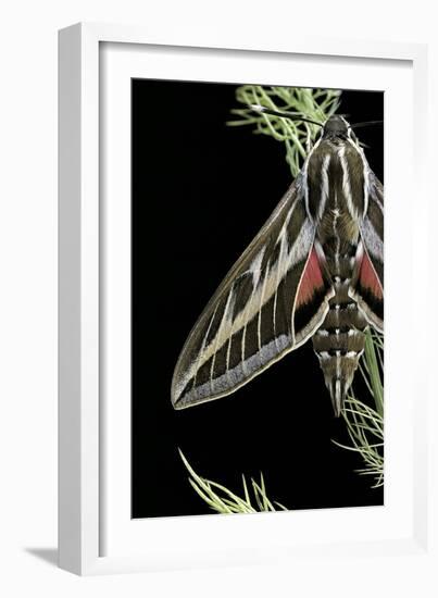 Hyles Lineata (White-Lined Sphinx, Hummingbird Moth)-Paul Starosta-Framed Photographic Print