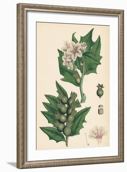 Hyoscyamus Niger Common Henbane-null-Framed Giclee Print