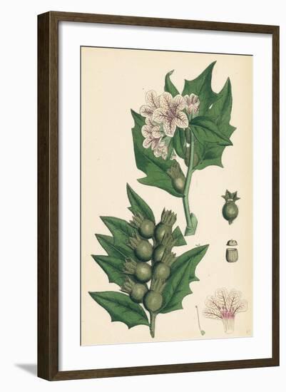 Hyoscyamus Niger Common Henbane-null-Framed Giclee Print