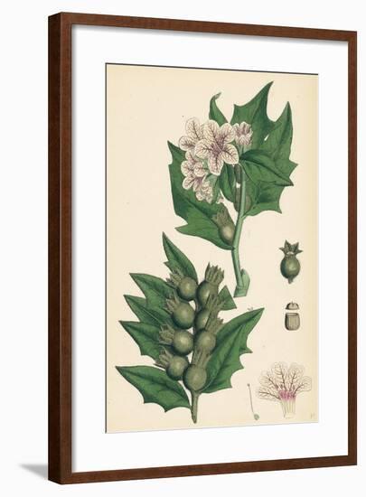 Hyoscyamus Niger Common Henbane-null-Framed Giclee Print