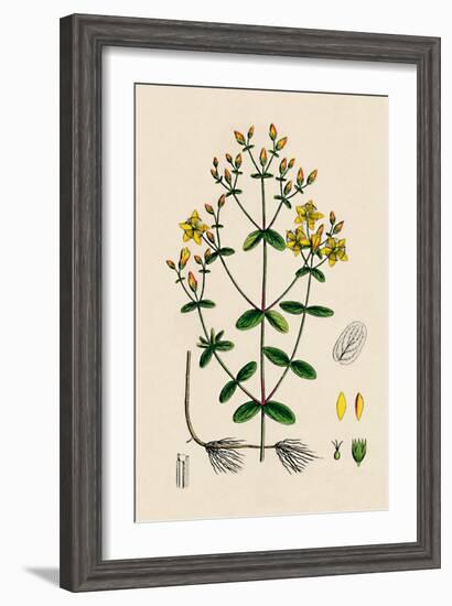 'Hypericum Boeticum. Waved-leaved St. John's Wort', 19th Century-Unknown-Framed Giclee Print