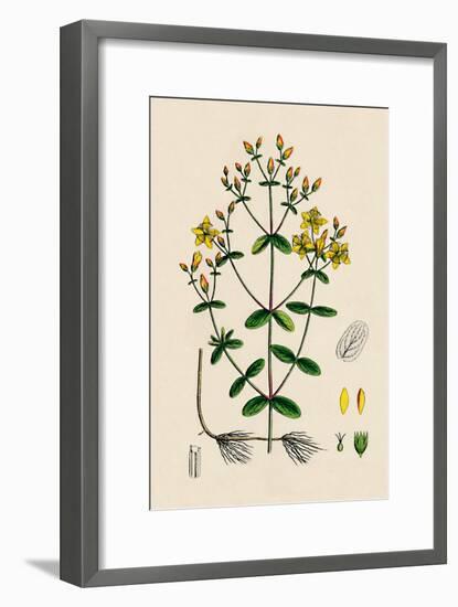 'Hypericum Boeticum. Waved-leaved St. John's Wort', 19th Century-Unknown-Framed Giclee Print