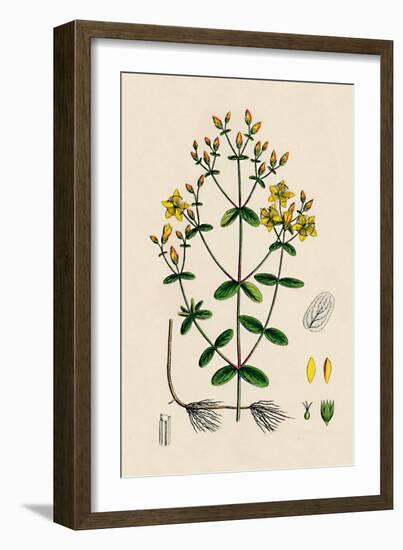 'Hypericum Boeticum. Waved-leaved St. John's Wort', 19th Century-Unknown-Framed Giclee Print